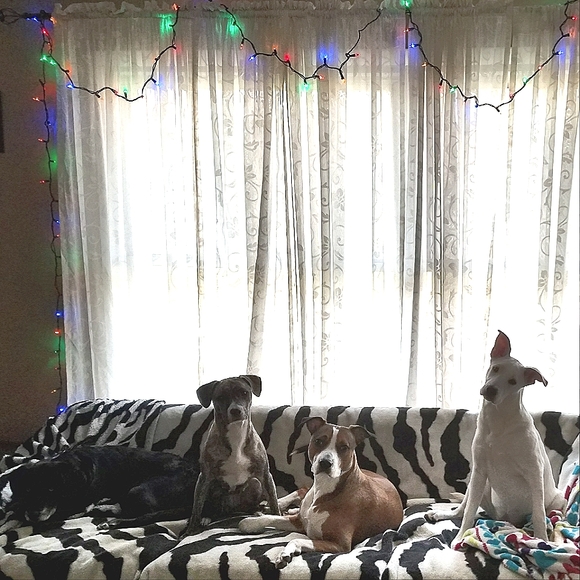 🐾my babies🐾 - Picture 3 of 11